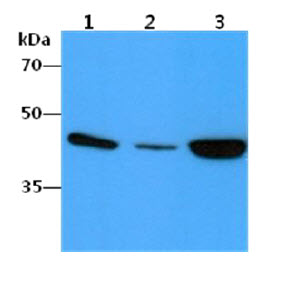 ACTA2 / Smooth Muscle Actin Antibody - The cell lysates (40ug) were resolved by SDS-PAGE, transferred to PVDF membrane and probed with anti-human ACTA2 antibody (1:1000). Proteins were visualized using a goat anti-mouse secondary antibody conjugated to HRP and an ECL detection system. Lane 1.: HepG2 cell lysate Lane 2.: SW480 cell lysate Lane 3.: HeLa cell lysate