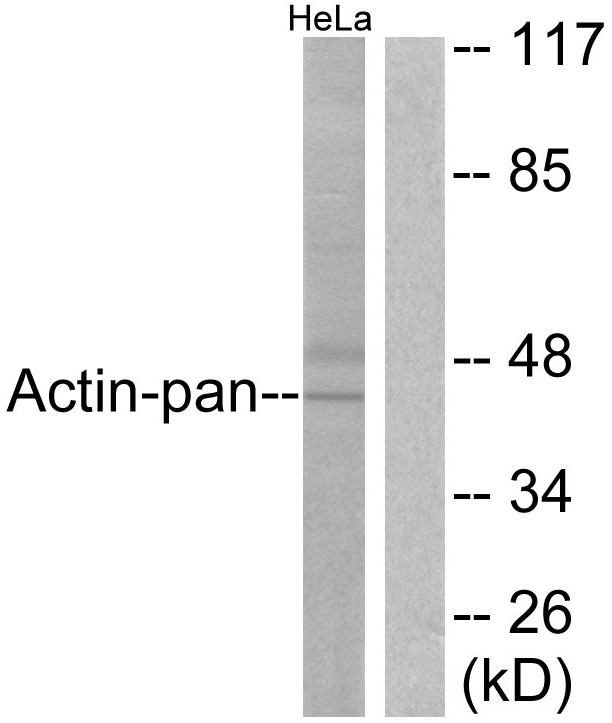 Actin Antibody - Western blot analysis of lysates from HeLa cells, using Actin-pan Antibody. The lane on the right is blocked with the synthesized peptide.