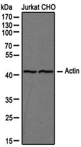 Actin Antibody - Western Blot: Actin Antibody (mAbGEa) - Western blot analysis of Jurkat and CHO cell lysates using actin antibody at 1:100.