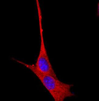 Actin Antibody - Immunocytochemistry/Immunofluorescence: Actin Antibody (mAbGEa) - Confocal immunofluorescent analysis of CHO cells using Actin antibody (1:5). An Alexa Fluor 568-conjugated Goat to mouse IgG was used as secondary antibody (red). DAPI was used to stain the cell nuclei (blue).