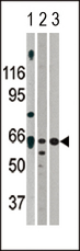 ACVR2 / ACVR2A Antibody - Western blot of ACVR2A (arrow) using rabbit polyclonal ACVR2A Antibody. 293 cell lysates (2 ug/lane) either nontransfected (Lane 1) or transiently transfected with the ACVR2A gene (Lane 2) (Origene Technologies).