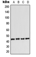 ADORA2A/Adenosine A2A Receptor Antibody - Western blot analysis of Adenosine A2a Receptor expression in HeLa (A); Raw264.7 (B); H9C2 (C); rat kidney (D) whole cell lysates.