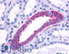 ADRA1B / Adrenoceptor alpha 1B Antibody - Anti-ADRA1B antibody IHC of human kidney, collecting duct. Immunohistochemistry of formalin-fixed, paraffin-embedded tissue after heat-induced antigen retrieval.