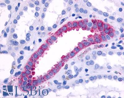 ADRA1B / Adrenoceptor alpha 1B Antibody - Anti-ADRA1B antibody IHC of human kidney, collecting duct. Immunohistochemistry of formalin-fixed, paraffin-embedded tissue after heat-induced antigen retrieval.