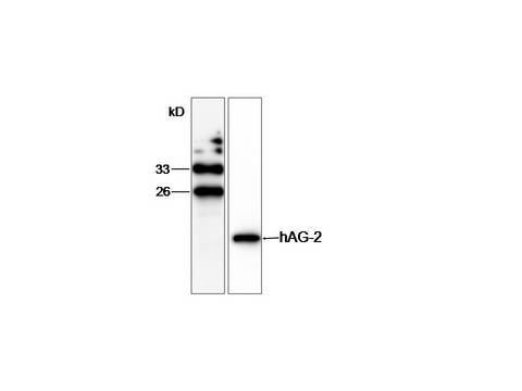 AGR2 Antibody - WB (1:1000) analysis of AGR2 expression in SW480 whole cell lysate with Anti-AGR2. 