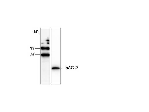 AGR2 Antibody - WB (1:1000) analysis of AGR2 expression in SW480 whole cell lysate with Anti-AGR2.