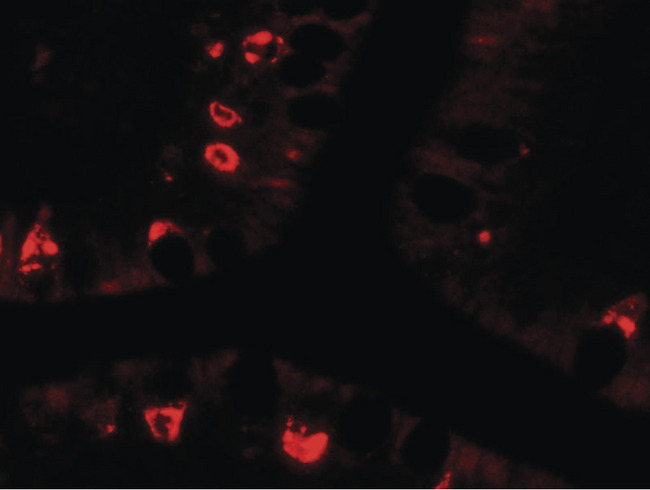 AGR2 Antibody - Immunofluorescence of AGR2 in human small intestine tissue with AGR2 antibody at 20 ug/ml.