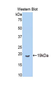 AIF1 / IBA1 Antibody - Western blot of recombinant AIF1 / IBA1.  This image was taken for the unconjugated form of this product. Other forms have not been tested.