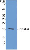 AIF1 / IBA1 Antibody - Western Blot; Sample: Recombinant AIF1, Rat.