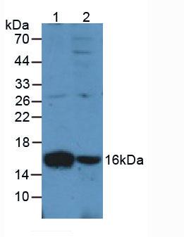 AIF1 / IBA1 Antibody - Western Blot; Sample: Lane1: Rat Spleen Tissue; Lane2: Rat Lung Tissue.