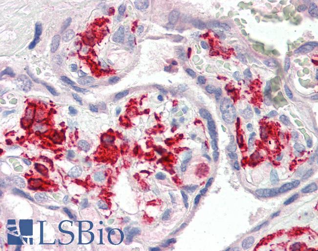 AIF1 / IBA1 Antibody - Anti-AIF1 / IBA1 antibody IHC of human placenta. Immunohistochemistry of formalin-fixed, paraffin-embedded tissue after heat-induced antigen retrieval. Antibody concentration 5 ug/ml.