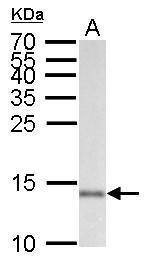 AIF1 / IBA1 Antibody - A: 50 µg mouse brain lysate/extract. 15 % SDS-PAGE. AIF1 / IBA1 antibody diluted at 1:1000.