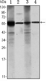 ALDH1A1 / ALDH1 Antibody - Western blot using ALDH1A1 mouse monoclonal antibody against Raji (1), Jurkat (2), THP-1 (3) and K562 (4) cell lysate.