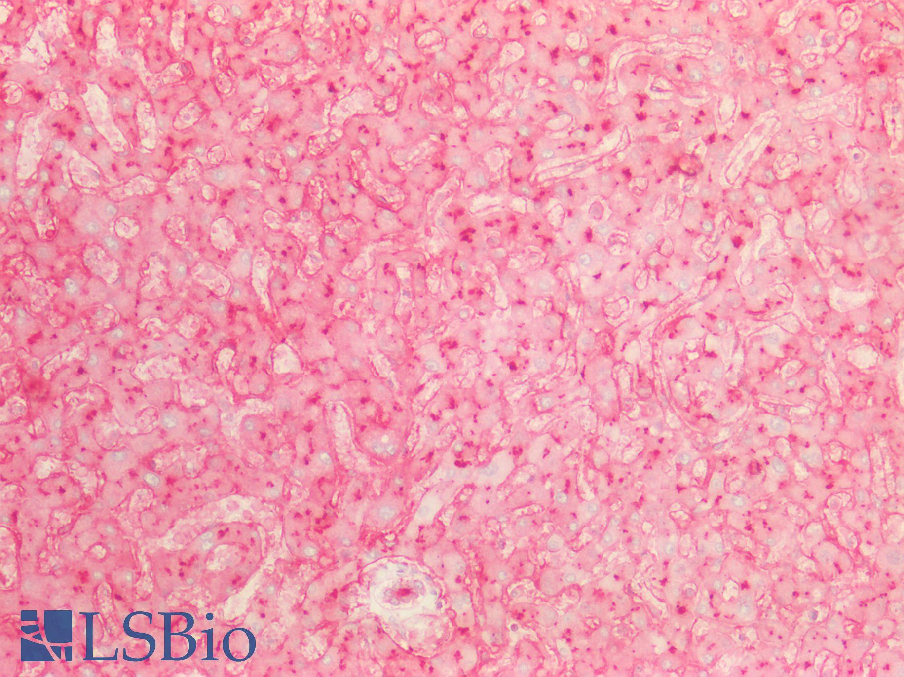 ANPEP / CD13 Antibody - Human Liver: Formalin-Fixed, Paraffin-Embedded (FFPE)