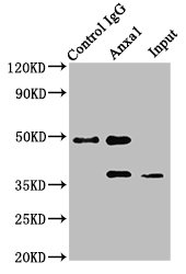 ANXA1 / Annexin A1 Antibody - Immunoprecipitating Anxa1 in NIH/3T3 whole cell lysate Lane 1: Rabbit control IgG instead of Anxa1 Antibody in NIH/3T3 whole cell lysate.For western blotting, a HRP-conjugated Protein G antibody was used as the secondary antibody (1/2000) Lane 2: Anxa1 Antibody (8µg) + NIH/3T3 whole cell lysate (500µg) Lane 3: NIH/3T3 whole cell lysate (20µg)