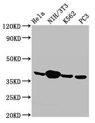 ANXA1 / Annexin A1 Antibody - Western Blot Positive WB detected in: Hela whole cell lysate, NIH/3T3 whole cell lysate, K562 whole cell lysate, PC-3 whole cell lysate All lanes: Anxa1 antibody at 2.9µg/ml Secondary Goat polyclonal to rabbit IgG at 1/50000 dilution Predicted band size: 39 kDa Observed band size: 39 kDa