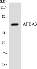 APBA3 / MINT3 Antibody - Western blot analysis of the lysates from COLO205 cells using APBA3 antibody.
