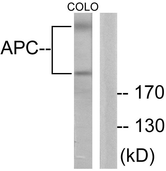 APC Antibody - Western blot analysis of lysates from COLO205 cells, using APC Antibody. The lane on the right is blocked with the synthesized peptide.