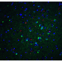 APOE / Apolipoprotein E Antibody - Immunofluorescence of APO E in mouse brain tissue with APO E Antibodyat 20 µg/mL. Green: APO E antibody  Red: Phylloidin staining Blue: DAPI staining