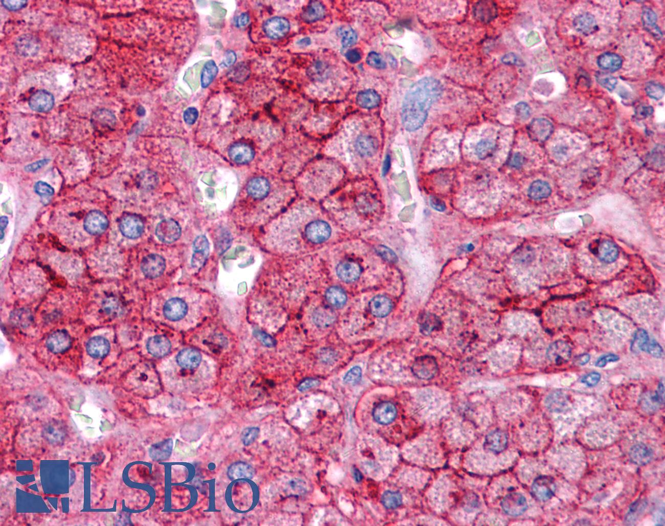 APOE / Apolipoprotein E Antibody - Anti-APOE / Apolipoprotein E antibody IHC of human adrenal. Immunohistochemistry of formalin-fixed, paraffin-embedded tissue after heat-induced antigen retrieval. Antibody concentration 5 ug/ml.  This image was taken for the unconjugated form of this product. Other forms have not been tested.