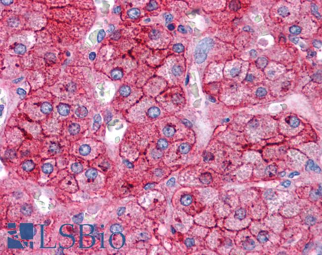 APOE / Apolipoprotein E Antibody - Anti-APOE / Apolipoprotein E antibody IHC of human adrenal. Immunohistochemistry of formalin-fixed, paraffin-embedded tissue after heat-induced antigen retrieval. Antibody concentration 5 ug/ml.  This image was taken for the unconjugated form of this product. Other forms have not been tested.