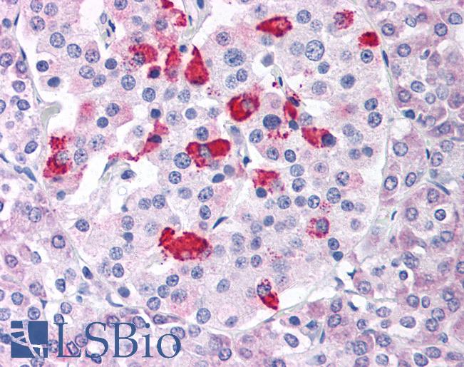 BACE1 / BACE Antibody - Anti-BACE1 antibody IHC of human pancreas. Immunohistochemistry of formalin-fixed, paraffin-embedded tissue after heat-induced antigen retrieval.