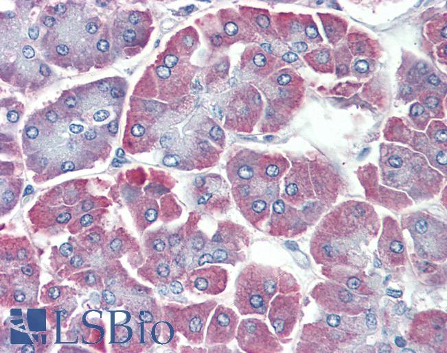 BACE2 Antibody - Anti-BACE2 antibody IHC of human pancreas. Immunohistochemistry of formalin-fixed, paraffin-embedded tissue after heat-induced antigen retrieval. Antibody concentration 5 ug/ml.