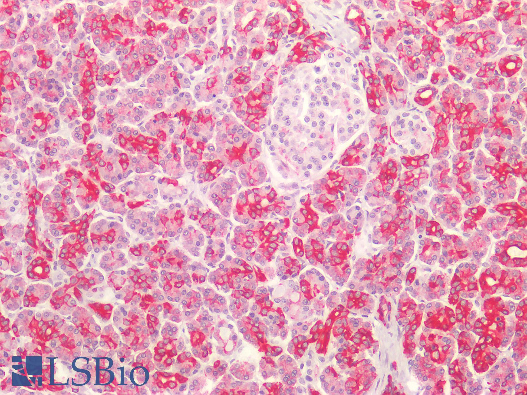 Basic Cytokeratin AE3 Antibody - Human Pancreas: Formalin-Fixed, Paraffin-Embedded (FFPE)