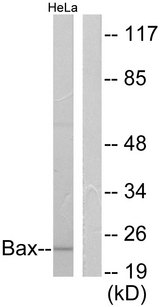 BAX Antibody - Western blot analysis of lysates from HeLa cells, using Bax Antibody. The lane on the right is blocked with the synthesized peptide.
