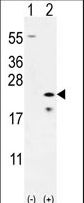 BAX Antibody - Western blot of Bax (arrow) using rabbit polyclonal Bax Antibody (BH3). 293 cell lysates (2 ug/lane) either nontransfected (Lane 1) or transiently transfected (Lane 2) with the Bax gene.