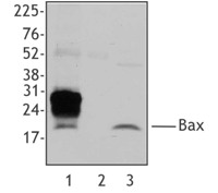 BAX Antibody - Extracts from Hela cell lysate was immunoprecipitated with clone 6A7 (lane 1), 4 ug purified monoclonal antibody without cell lysate (clone 6A7, lane 2), or Hela cell lysate without immunoprecipitation (lane 3) were resolved by electrophoresis, transferred to nitrocellulose, and probed with anti-Bax polyclonal antibody.