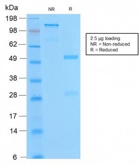 BCL2 / Bcl-2 Antibody - SDS-PAGE Analysis of Purified Bcl-2 Rabbit Recombinant Monoclonal Antibody (BCL2/2210R). Confirmation of Purity and Integrity of Antibody.