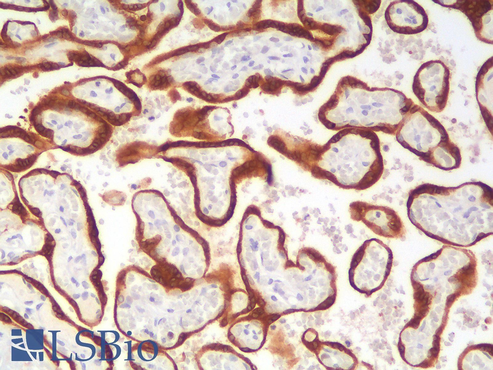 BCL2 / Bcl-2 Antibody - Human Placenta: Formalin-Fixed, Paraffin-Embedded (FFPE)