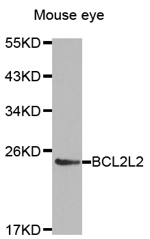 BCL2L2 / Bcl-w Antibody - Western blot analysis of extracts of Mouse eye tissue, using BCL2L2 antibody.