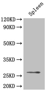 BDNF Antibody - Western Blot Positive WB detected in: Mouse spleen All lanes: BDNF antibody at 4µg/ml Secondary Goat polyclonal to rabbit IgG at 1/50000 dilution Predicted band size: 28, 29, 30, 38, 32 kDa Observed band size: 28 kDa