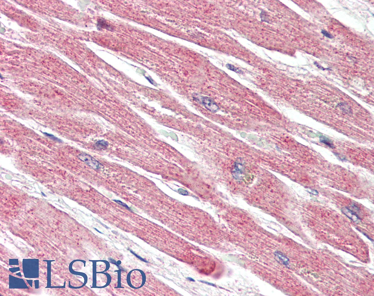 BECN1 / Beclin-1 Antibody - Anti-BECN1 / Beclin-1 antibody IHC of human heart. Immunohistochemistry of formalin-fixed, paraffin-embedded tissue after heat-induced antigen retrieval. Antibody concentration 5 ug/ml.