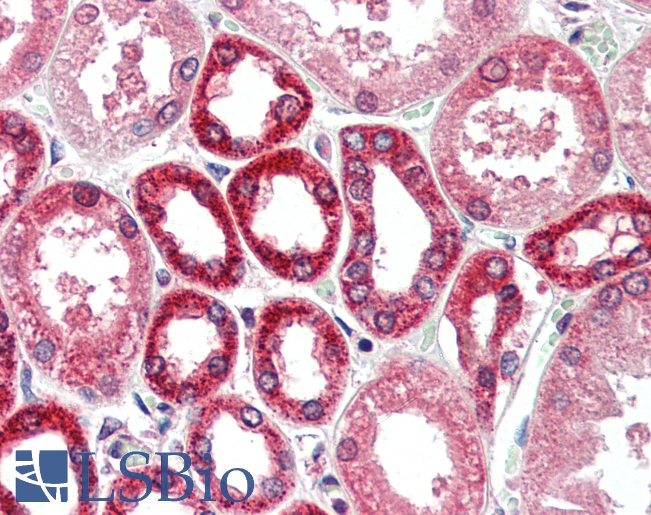 BECN1 / Beclin-1 Antibody - Anti-BECN1 / Beclin-1 antibody IHC of human kidney. Immunohistochemistry of formalin-fixed, paraffin-embedded tissue after heat-induced antigen retrieval. Antibody concentration 5 ug/ml.
