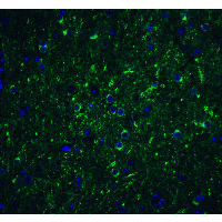 BECN1 / Beclin-1 Antibody - Immunofluorescence of Beclin-1 in mouse brain tissue with Beclin-1 antibody at 20 µg/ml.Green: Beclin-1 Antibody  Blue: DAPI staining