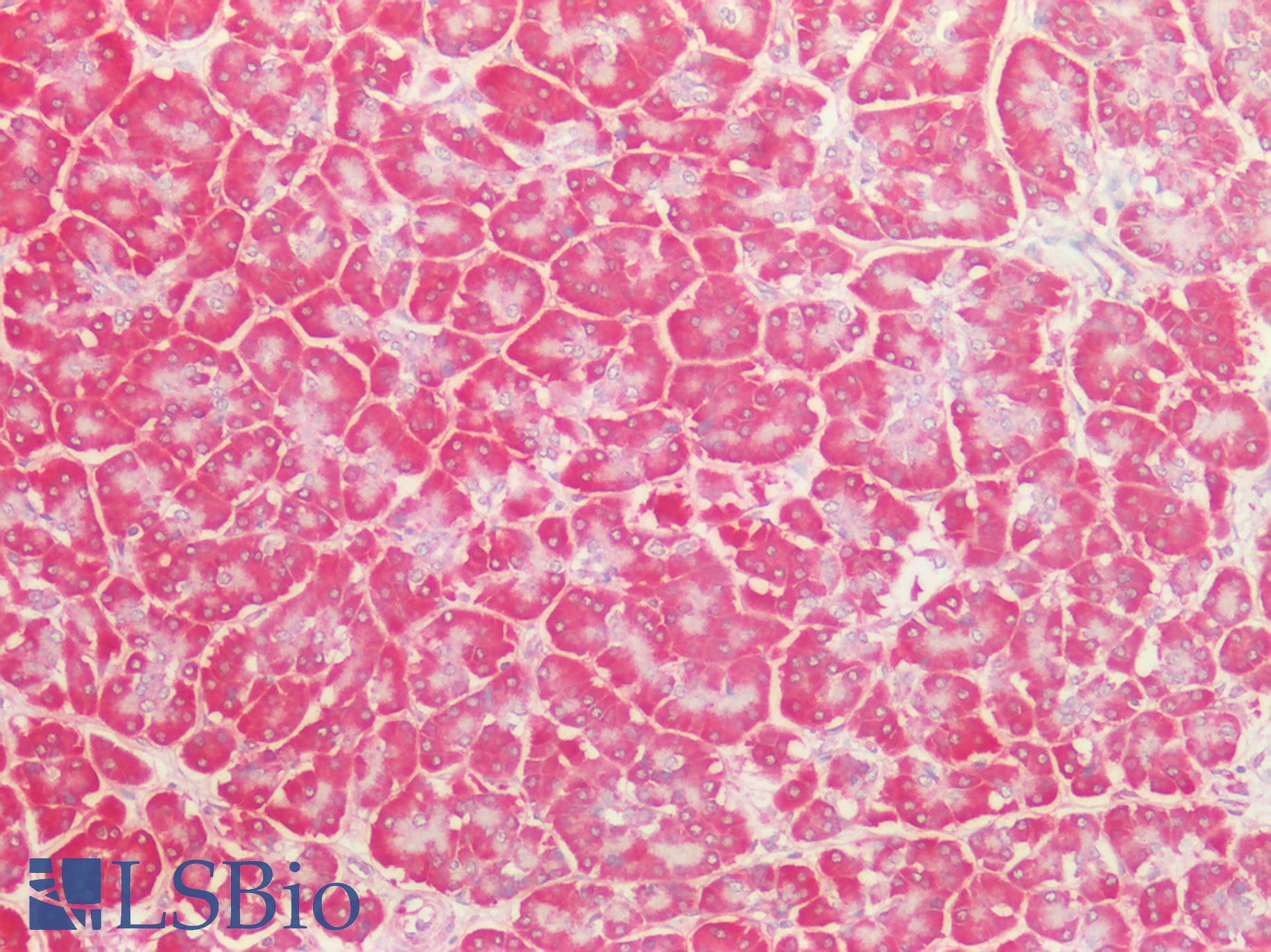 BECN1 / Beclin-1 Antibody - Human Pancreas: Formalin-Fixed, Paraffin-Embedded (FFPE)