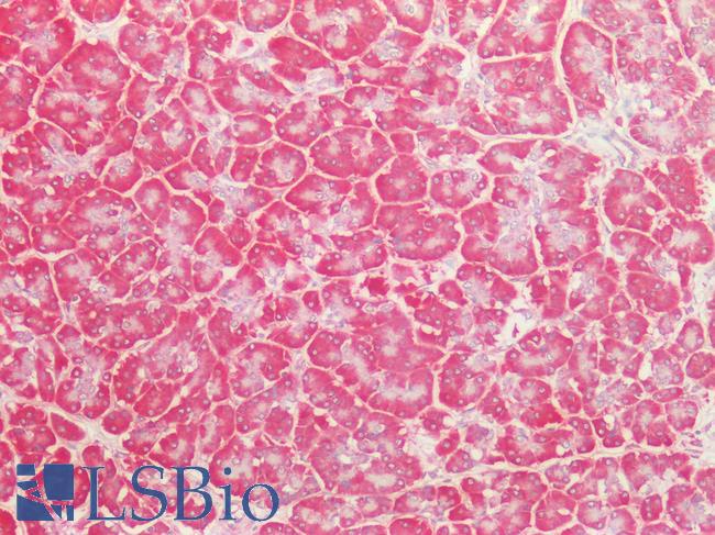 BECN1 / Beclin-1 Antibody - Human Pancreas: Formalin-Fixed, Paraffin-Embedded (FFPE)