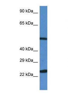 BECN1 / Beclin-1 Antibody - BECN1 / Beclin-1 antibody western blot of HepG2 Cell lysate. Antibody concentration 1 ug/ml.  This image was taken for the unconjugated form of this product. Other forms have not been tested.