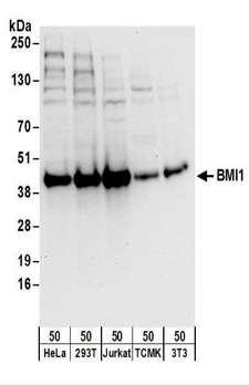 BMI1 / PCGF4 Antibody - Detection of Human and Mouse BMI1 by Western Blot. Samples: Whole cell lysate (50 ug) from HeLa, 293T, Jurkat, mouse TCMK-1, and mouse NIH3T3 cells. Antibodies: Affinity purified rabbit anti-BMI1 antibody used for WB at 0.1 ug/ml. Detection: Chemiluminescence with an exposure time of 10 seconds.