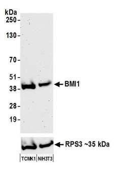 BMI1 / PCGF4 Antibody - Detection of mouse BMI1 by western blot. Samples: Whole cell lysate (50 µg) from TCMK-1 and NIH 3T3 cells prepared using NETN lysis buffer. Antibody: Affinity purified Rabbit anti-BMI1 antibody used for WB at 0.04 µg/ml. Detection: Chemiluminescence with an exposure time of 75 seconds. Lower Panel: Rabbit anti-RPS3.