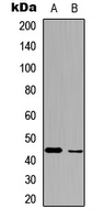 BMP2 Antibody - Western blot analysis of BMP2 expression in HepG2 (A); HeLa (B) whole cell lysates.