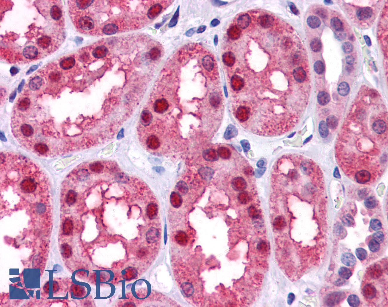 BMP7 Antibody - Anti-BMP7 antibody IHC of human kidney. Immunohistochemistry of formalin-fixed, paraffin-embedded tissue after heat-induced antigen retrieval. Antibody concentration 5 ug/ml.  This image was taken for the unconjugated form of this product. Other forms have not been tested.