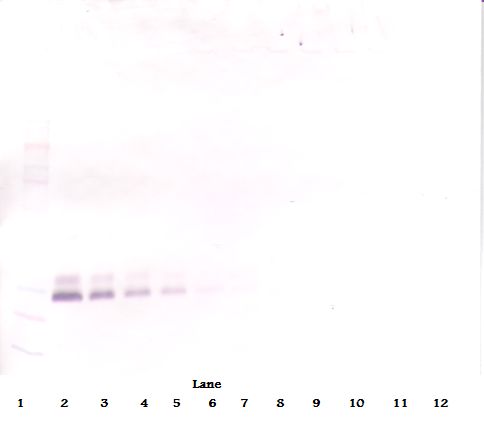 BMP7 Antibody - Western Blot (non-reducing) of BMP7 antibody