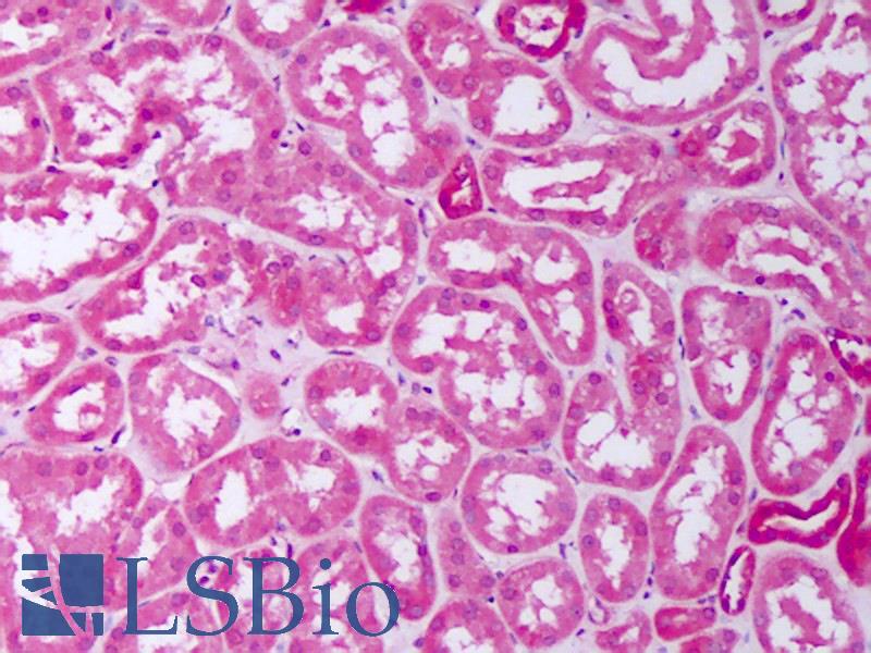BMP7 Antibody - Anti-BMP7 antibody IHC of human kidney, tubules. Immunohistochemistry of formalin-fixed, paraffin-embedded tissue after heat-induced antigen retrieval. Antibody concentration 2.5 ug/ml.