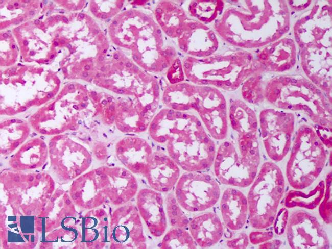 BMP7 Antibody - Anti-BMP7 antibody IHC of human kidney, tubules. Immunohistochemistry of formalin-fixed, paraffin-embedded tissue after heat-induced antigen retrieval. Antibody concentration 2.5 ug/ml.