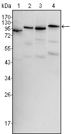 BRAF / B-Raf Antibody - Western blot using BRAF mouse monoclonal antibody against HeLa (1), HL60 (2), HepG2 (3) and NIH/3T3 (4) cell lysate.