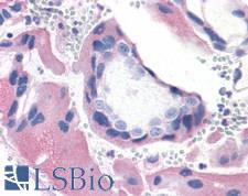 BRS3 Antibody - Anti-BRS3 antibody IHC of human placenta, villi. Immunohistochemistry of formalin-fixed, paraffin-embedded tissue after heat-induced antigen retrieval.